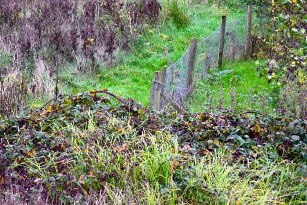 Overgrown Yard With Vines